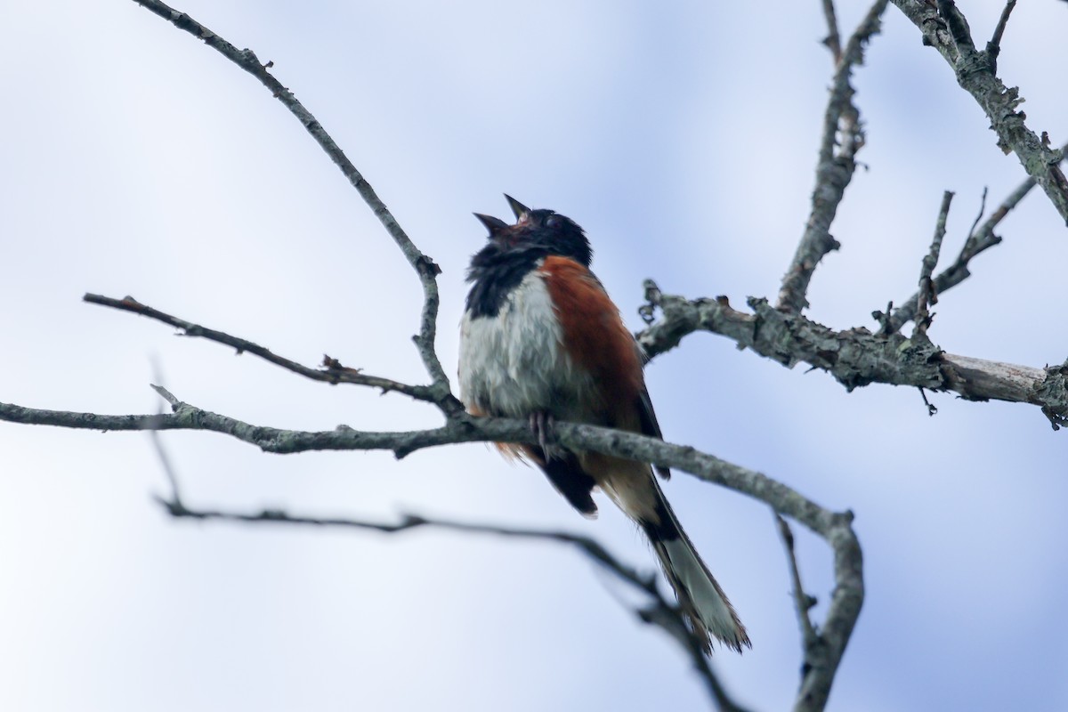 Eastern Towhee - ML639385957