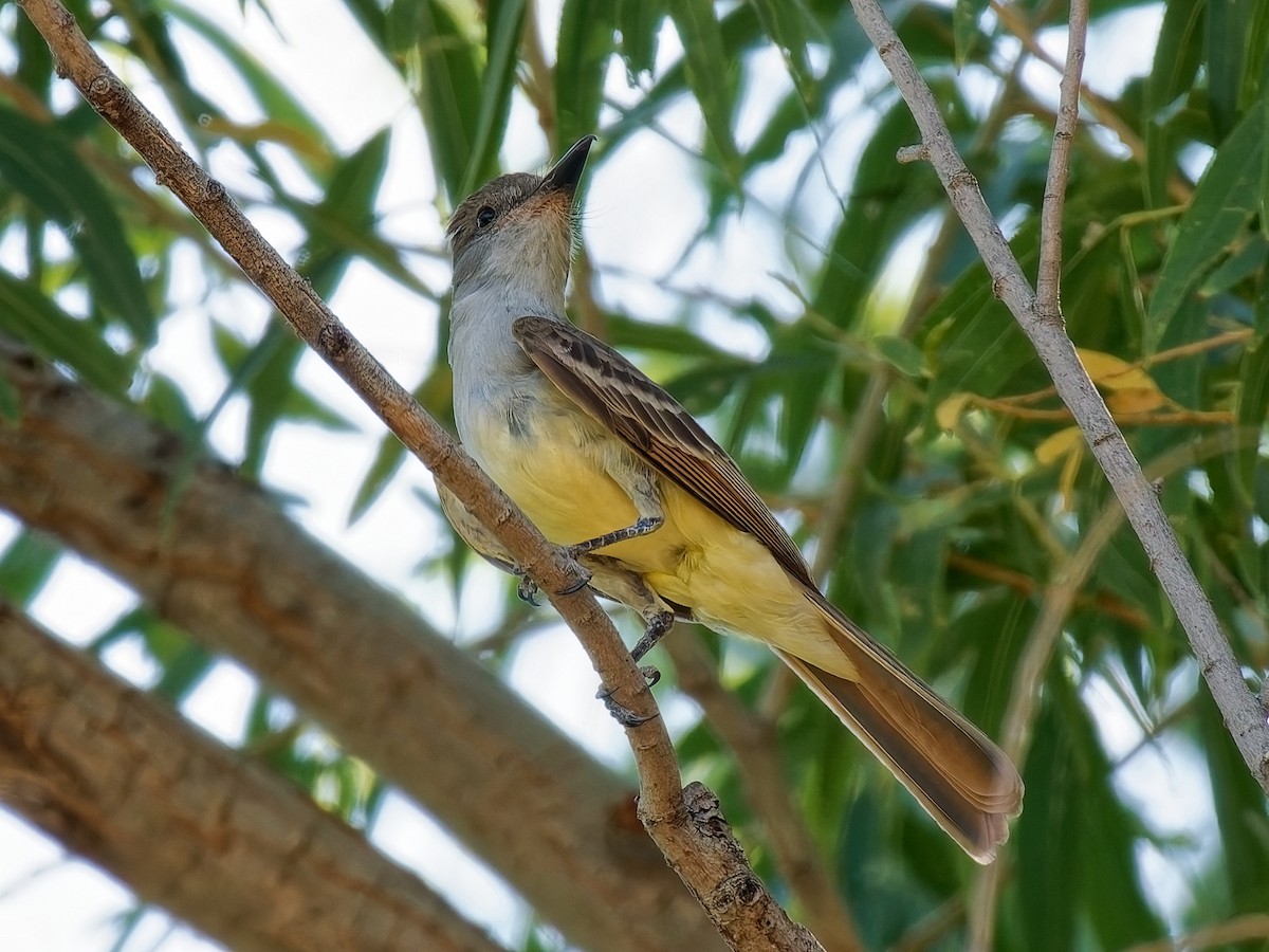 Brown-crested Flycatcher - ML639386022