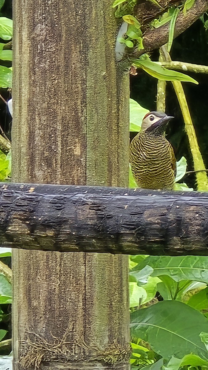 Carpintero Oliváceo - ML639386118