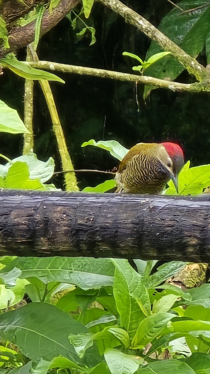 Carpintero Oliváceo - ML639386185