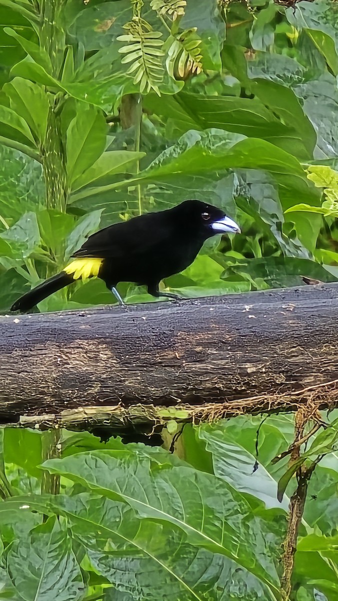 Tangara Flamígera (culigualda) - ML639386259