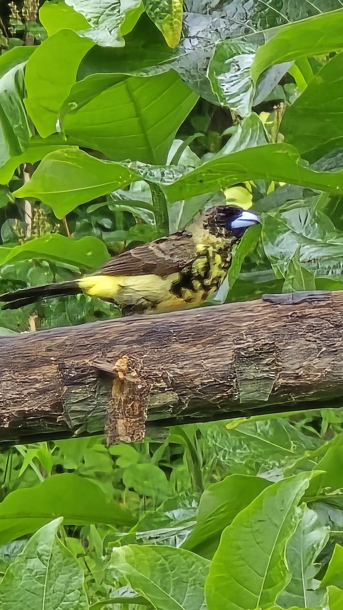 Tangara Flamígera (culigualda) - ML639386266