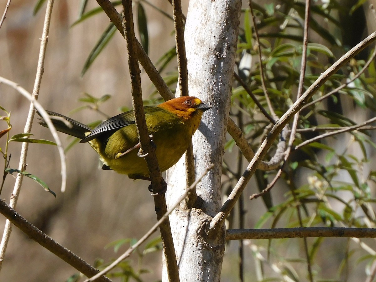 Fulvous-headed Brushfinch - ML639386305