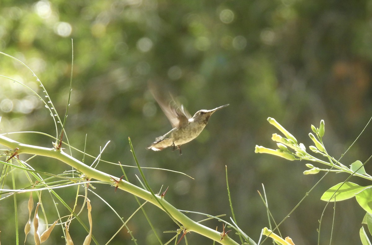 rødmaskekolibri - ML639386358