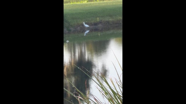 Snowy Egret - ML639386416