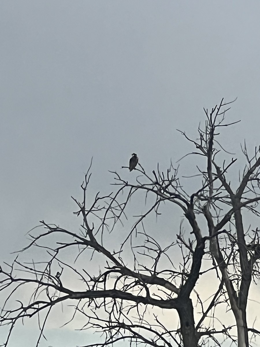 Swainson's Hawk - ML639386643