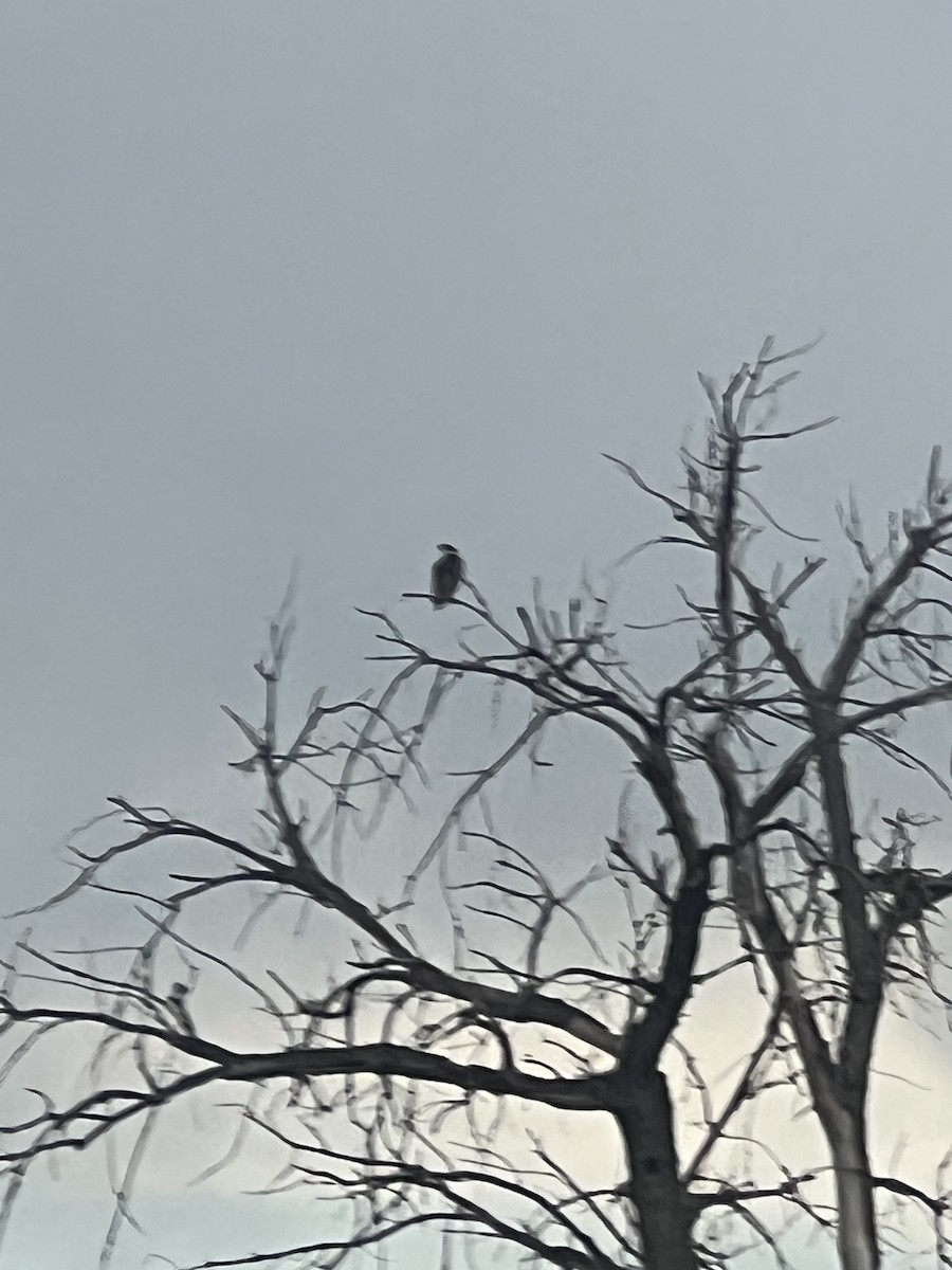 Swainson's Hawk - ML639386644