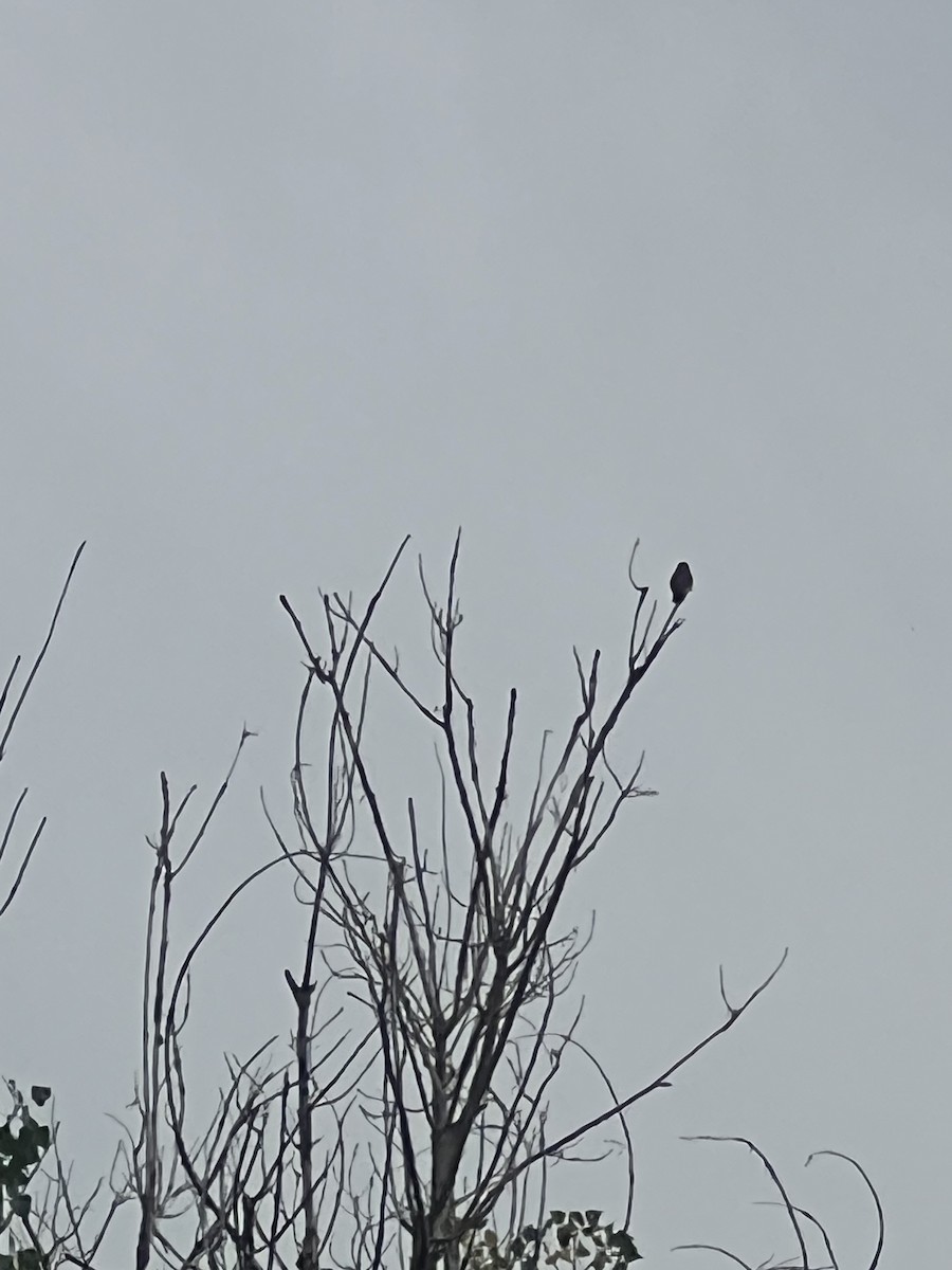 Western Kingbird - ML639386660