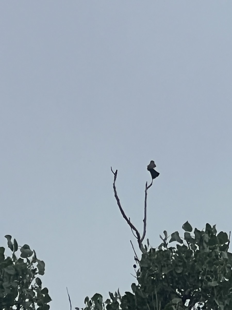 Western Kingbird - ML639386661