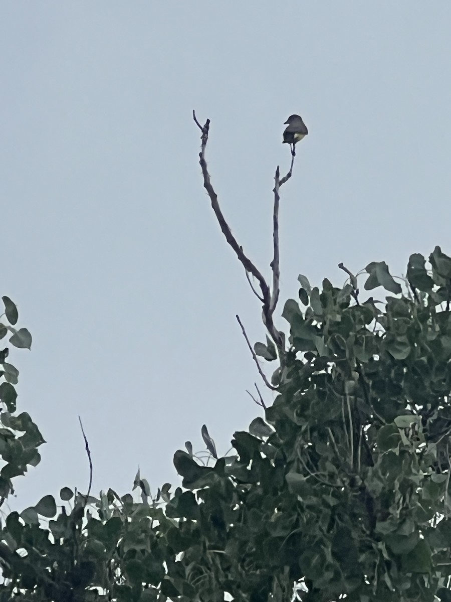 Western Kingbird - ML639386662