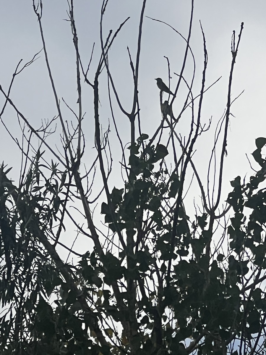 Western Kingbird - ML639386663
