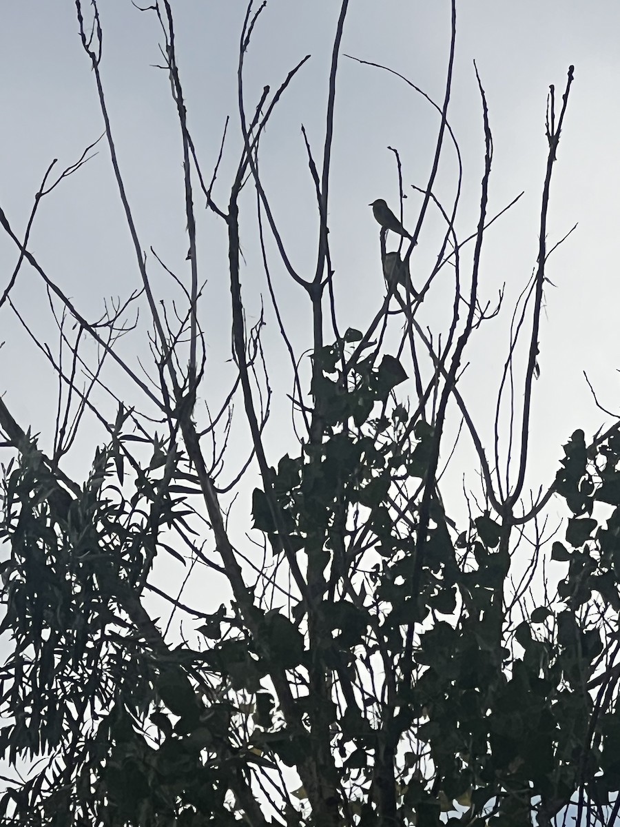 Western Kingbird - ML639386665