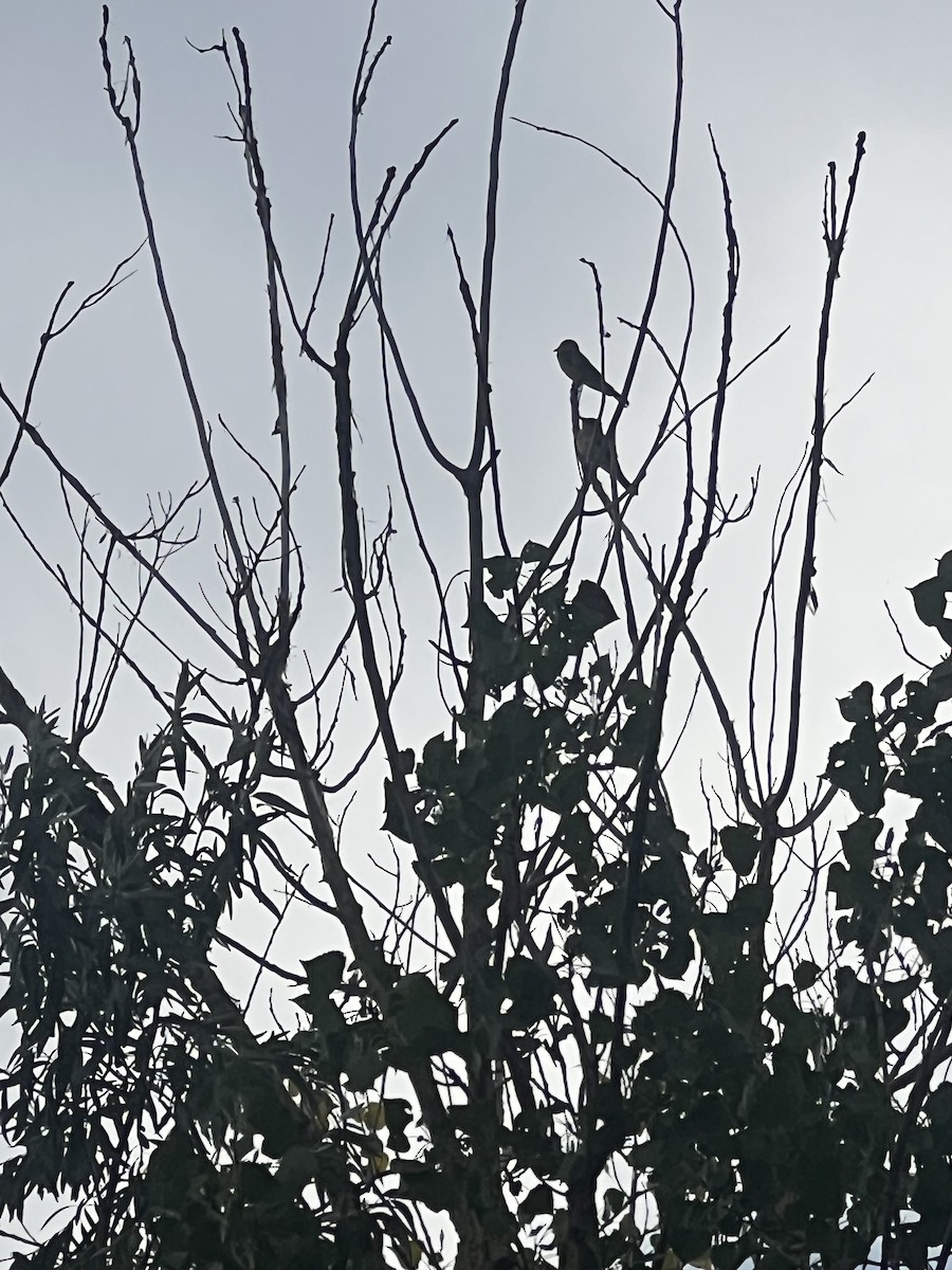 Western Kingbird - ML639386666