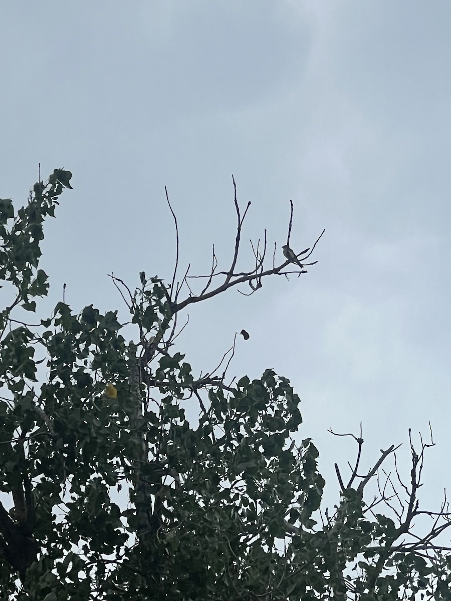 Western Kingbird - ML639386667