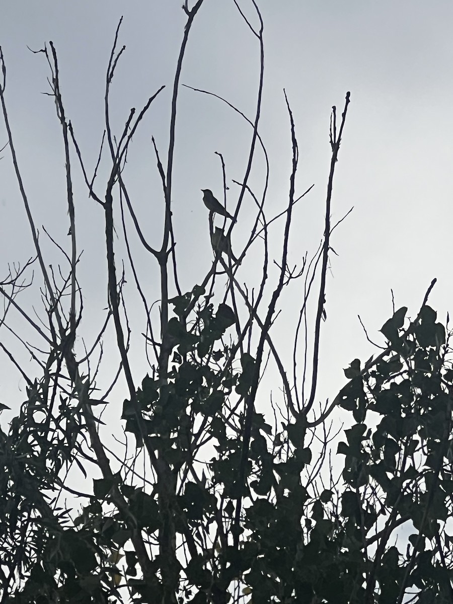 Western Kingbird - ML639386668