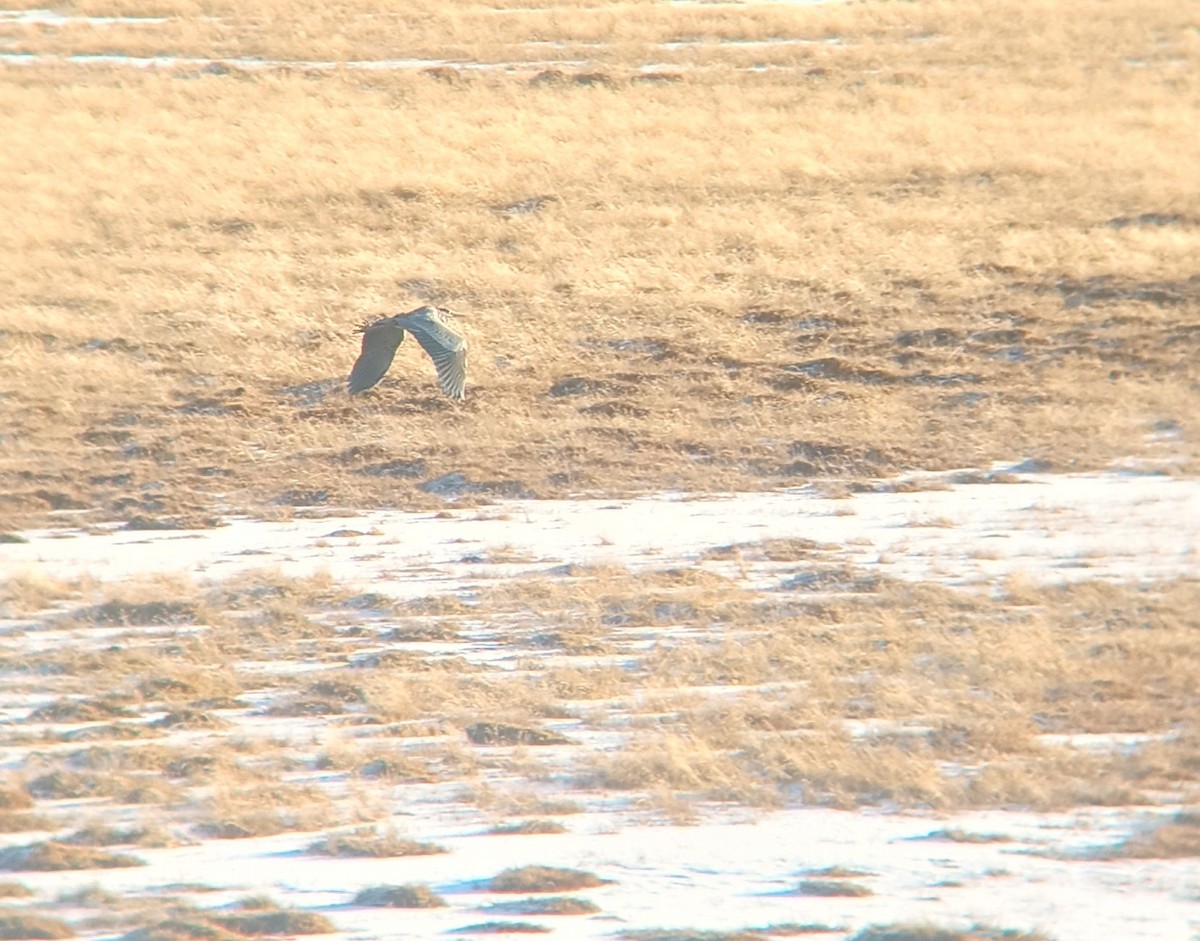 Cocoi Heron - ML639386678