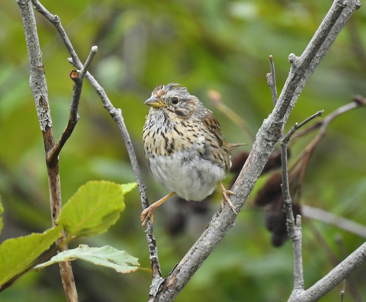 Lincoln's Sparrow - ML639386783