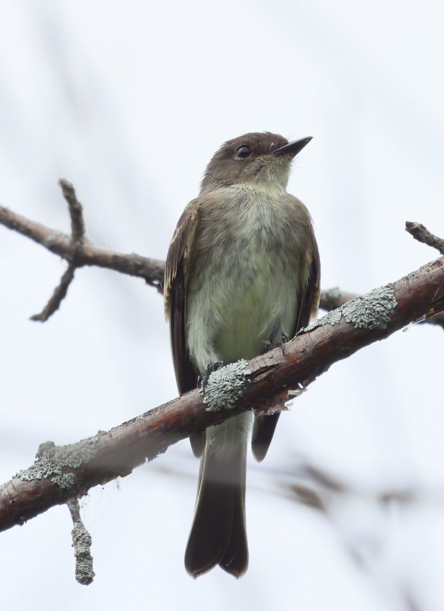 Eastern Phoebe - ML639386954