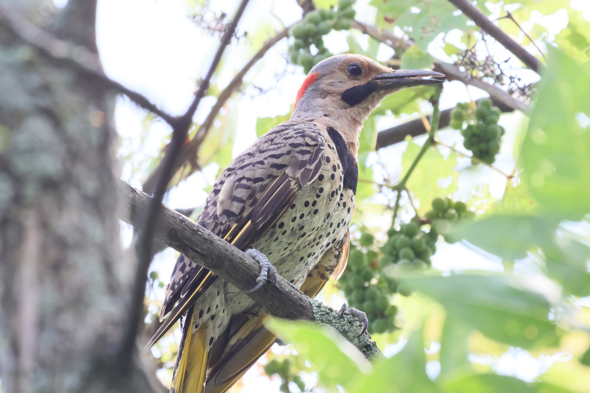 Northern Flicker - ML639386973