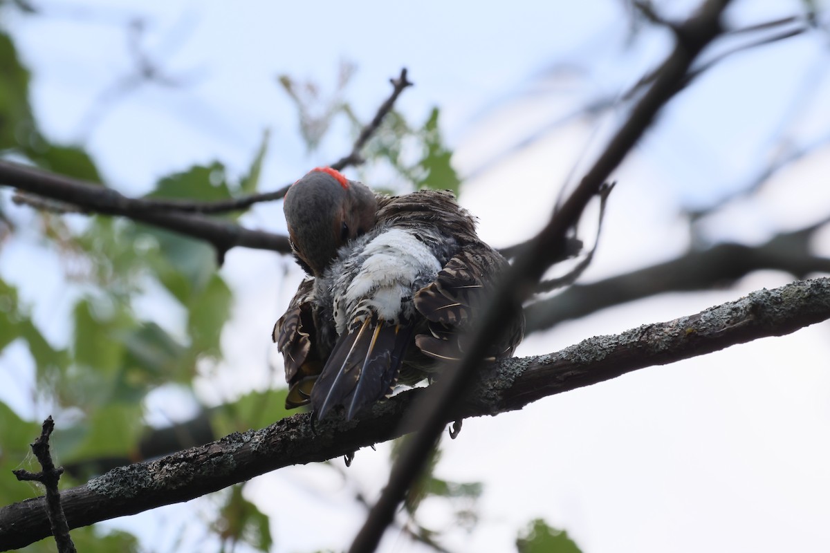 Northern Flicker - ML639386981