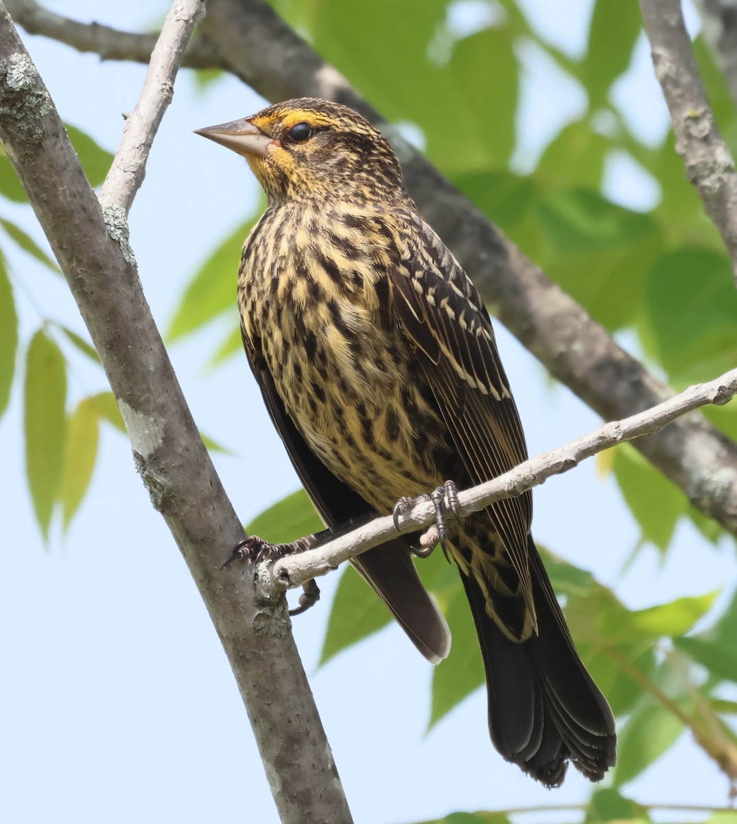 Red-winged Blackbird - ML639386993