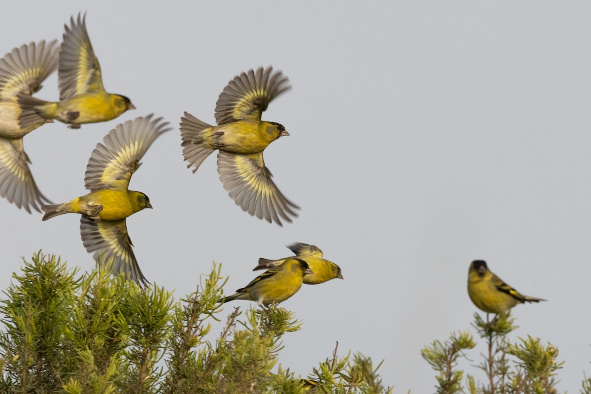 Чиж бородатий - ML639387126