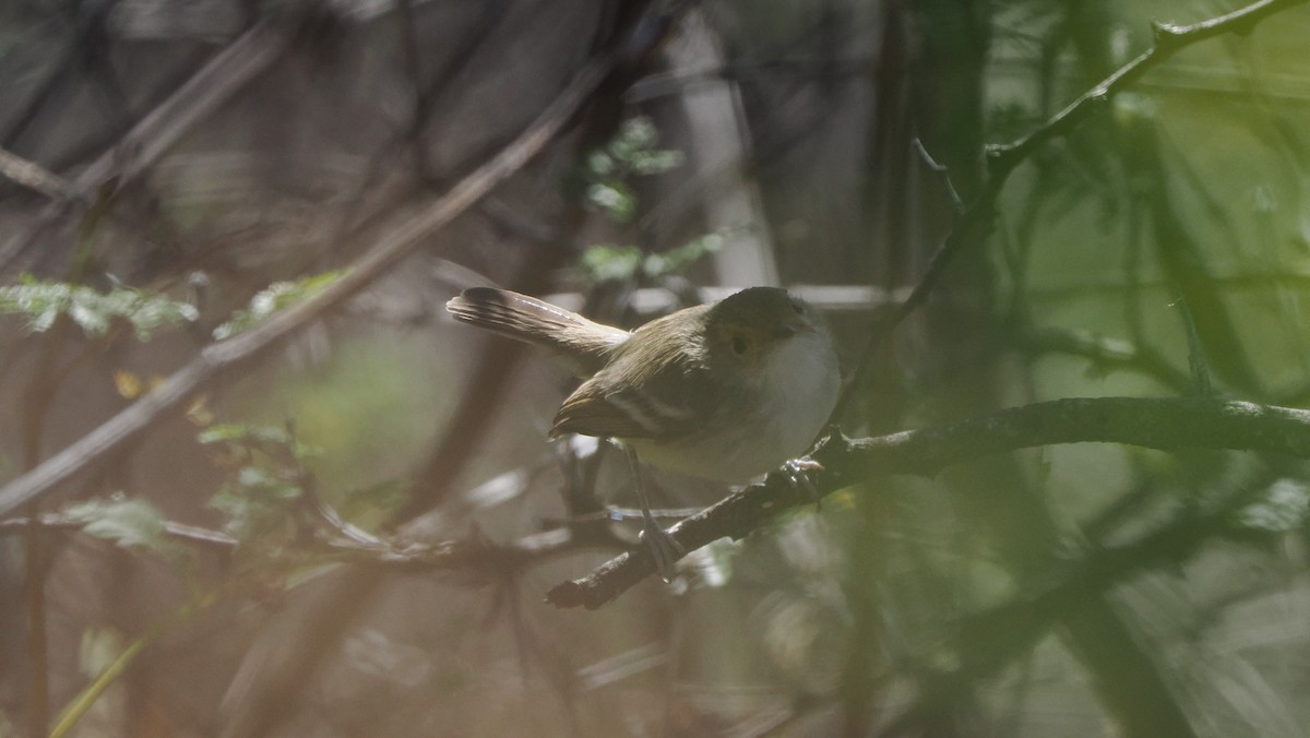 Fulvous-faced Scrub-Tyrant - ML639387271