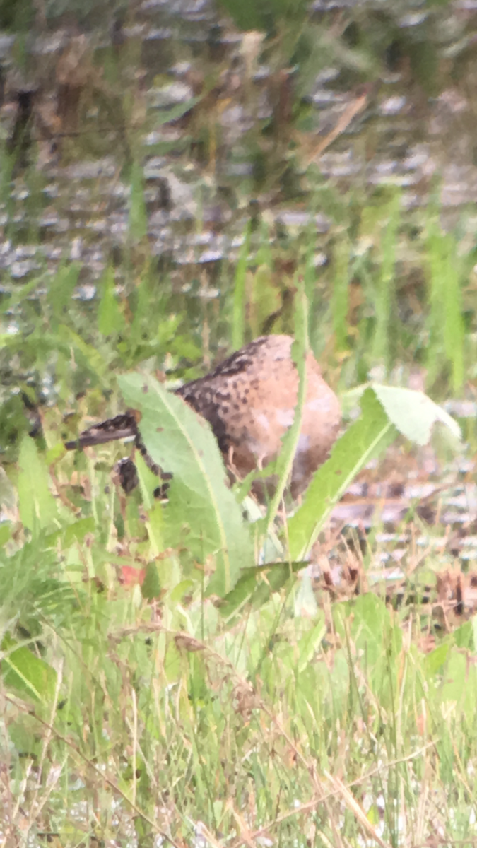 Short-billed Dowitcher - Caleb Putnam