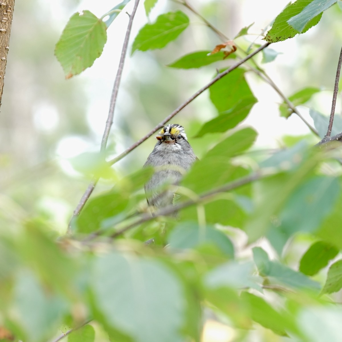White-throated Sparrow - ML639387473