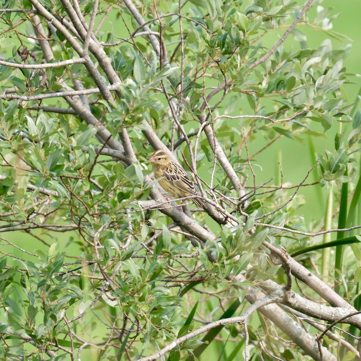 Bobolink - ML639387478