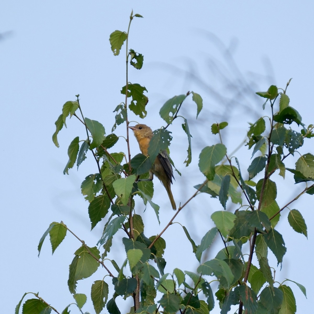 Baltimore Oriole - ML639387488