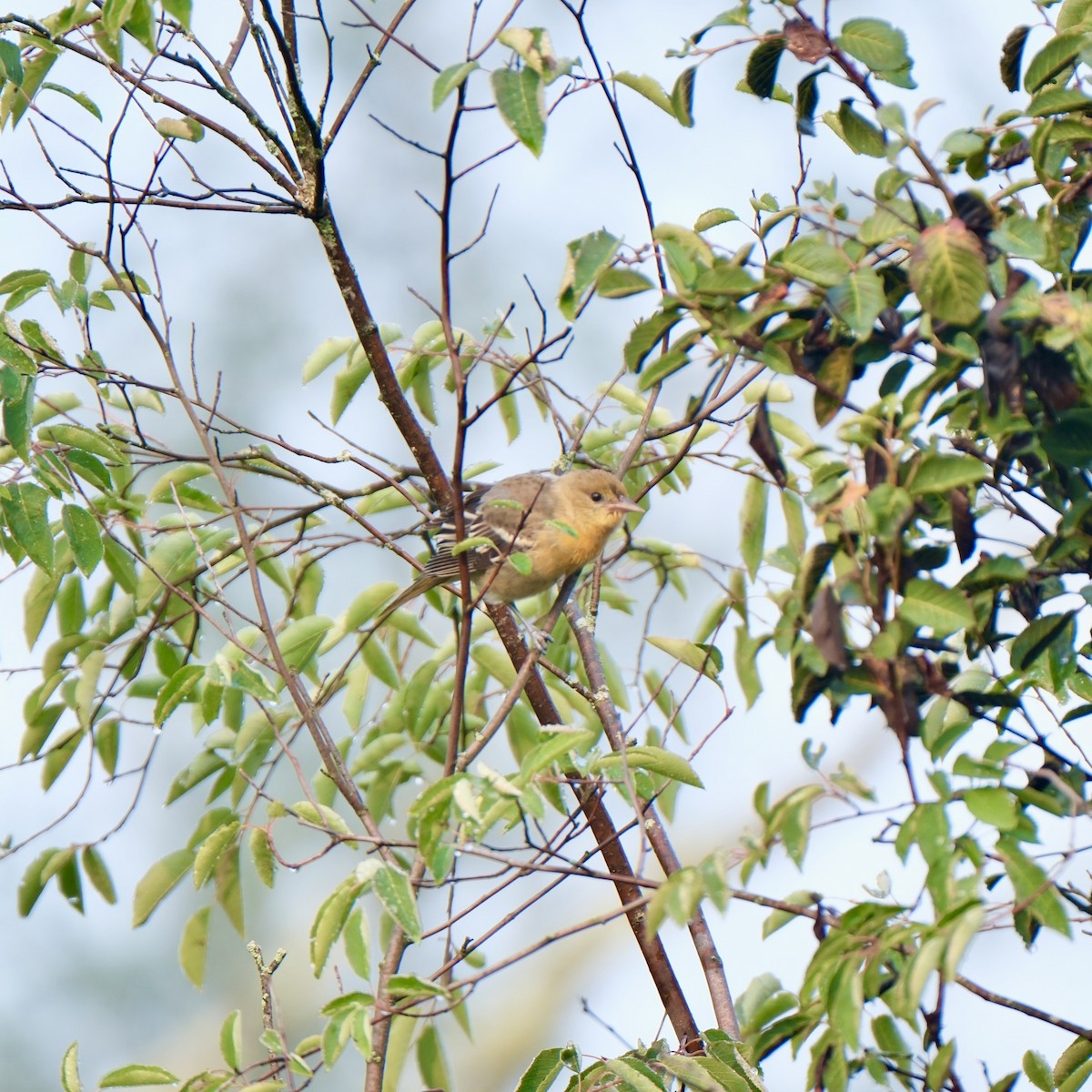 Baltimore Oriole - ML639387516