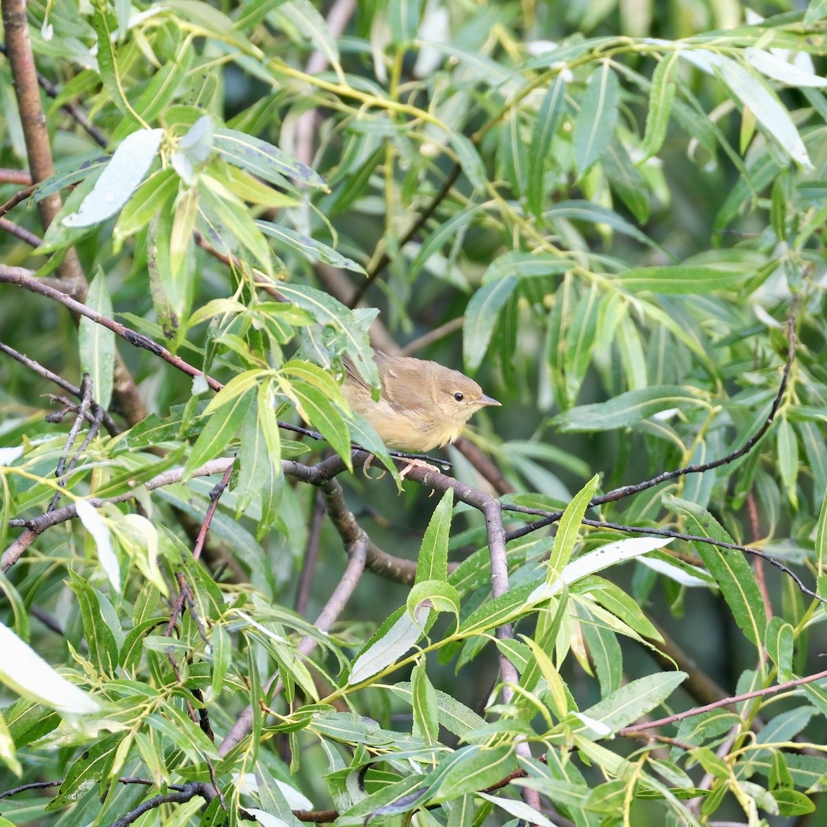 Common Yellowthroat - ML639387525