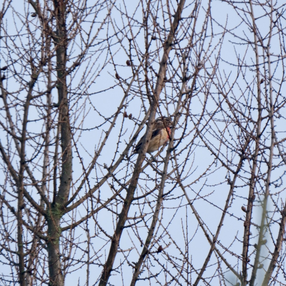 Rose-breasted Grosbeak - ML639387531
