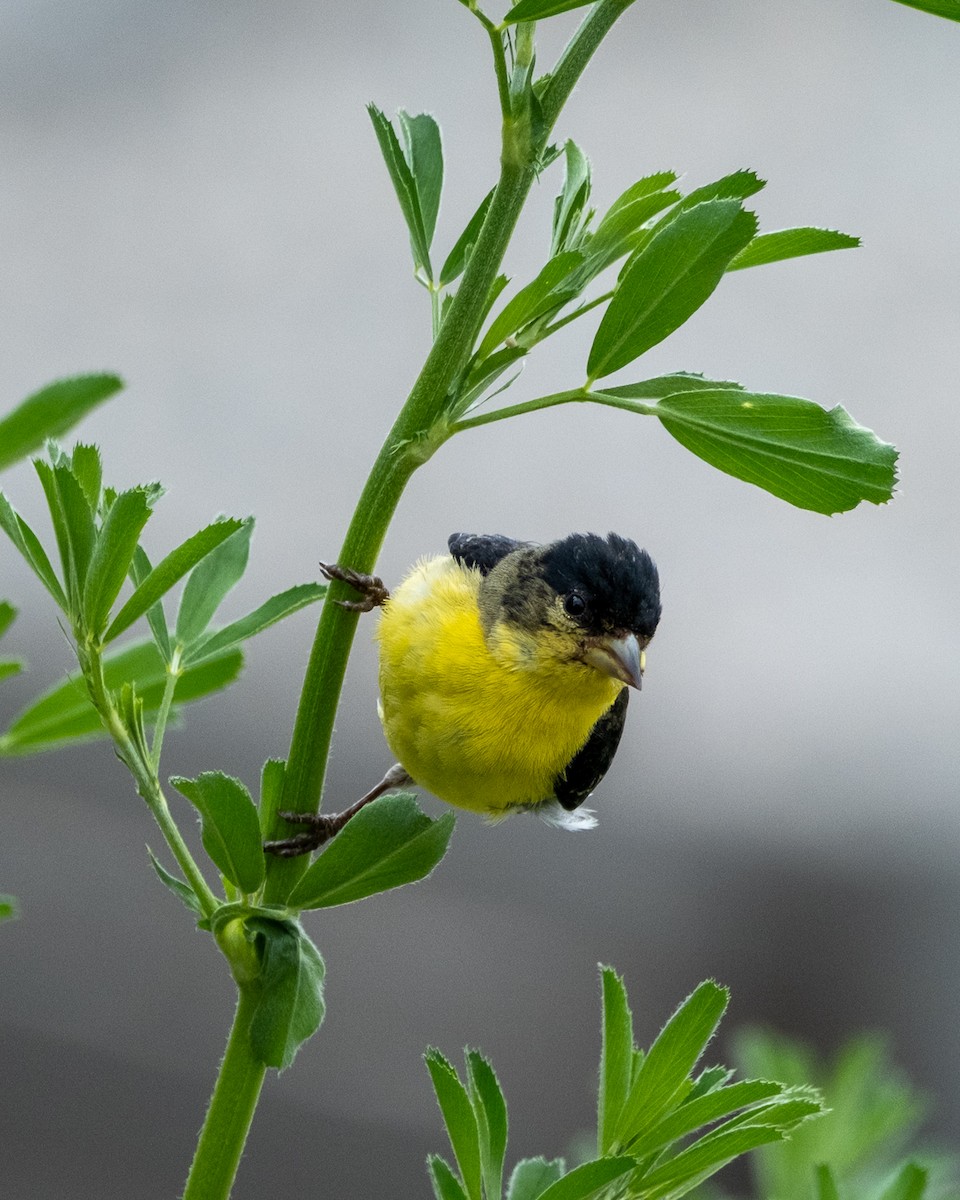 Lesser Goldfinch - ML639387568