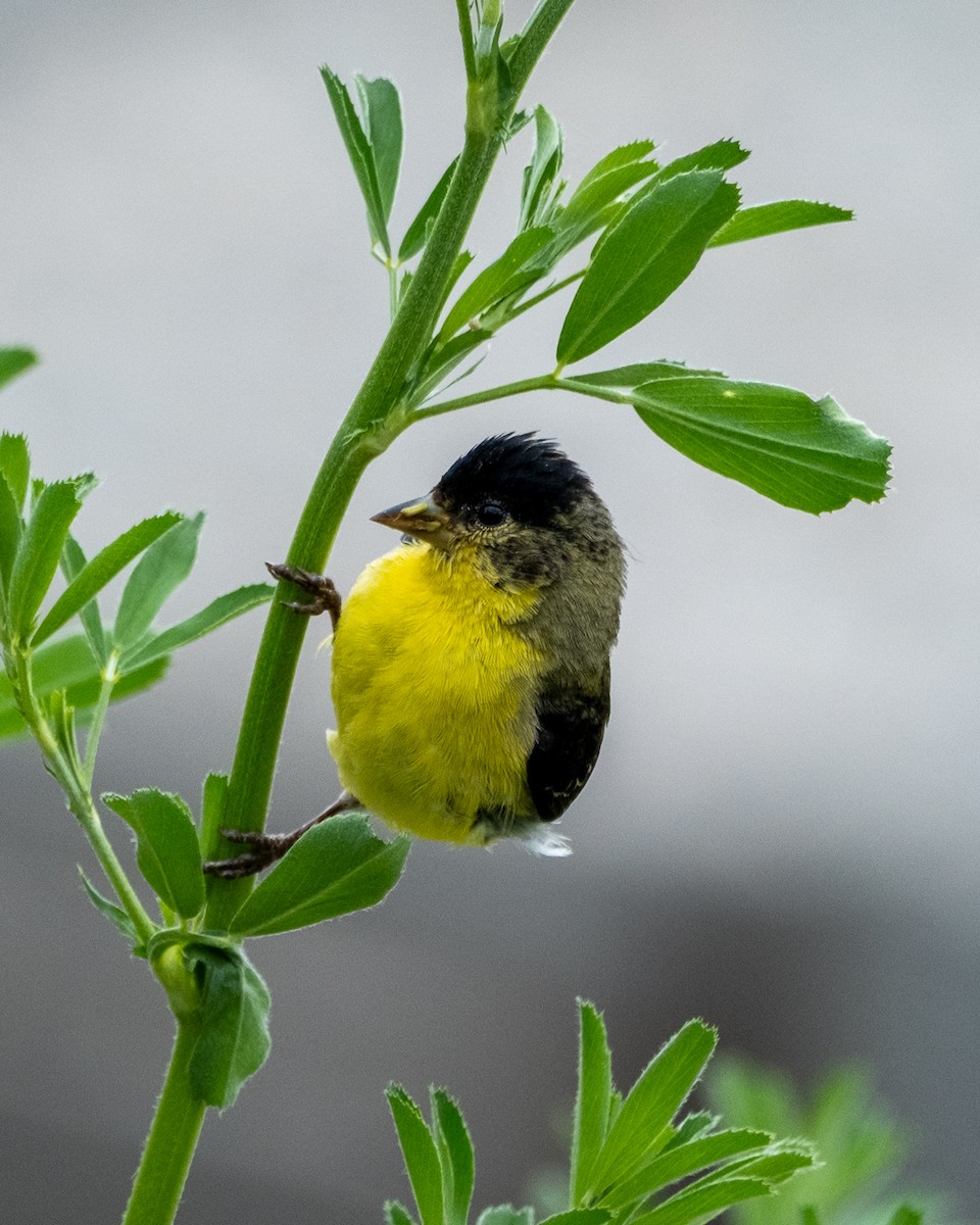 Lesser Goldfinch - ML639387569