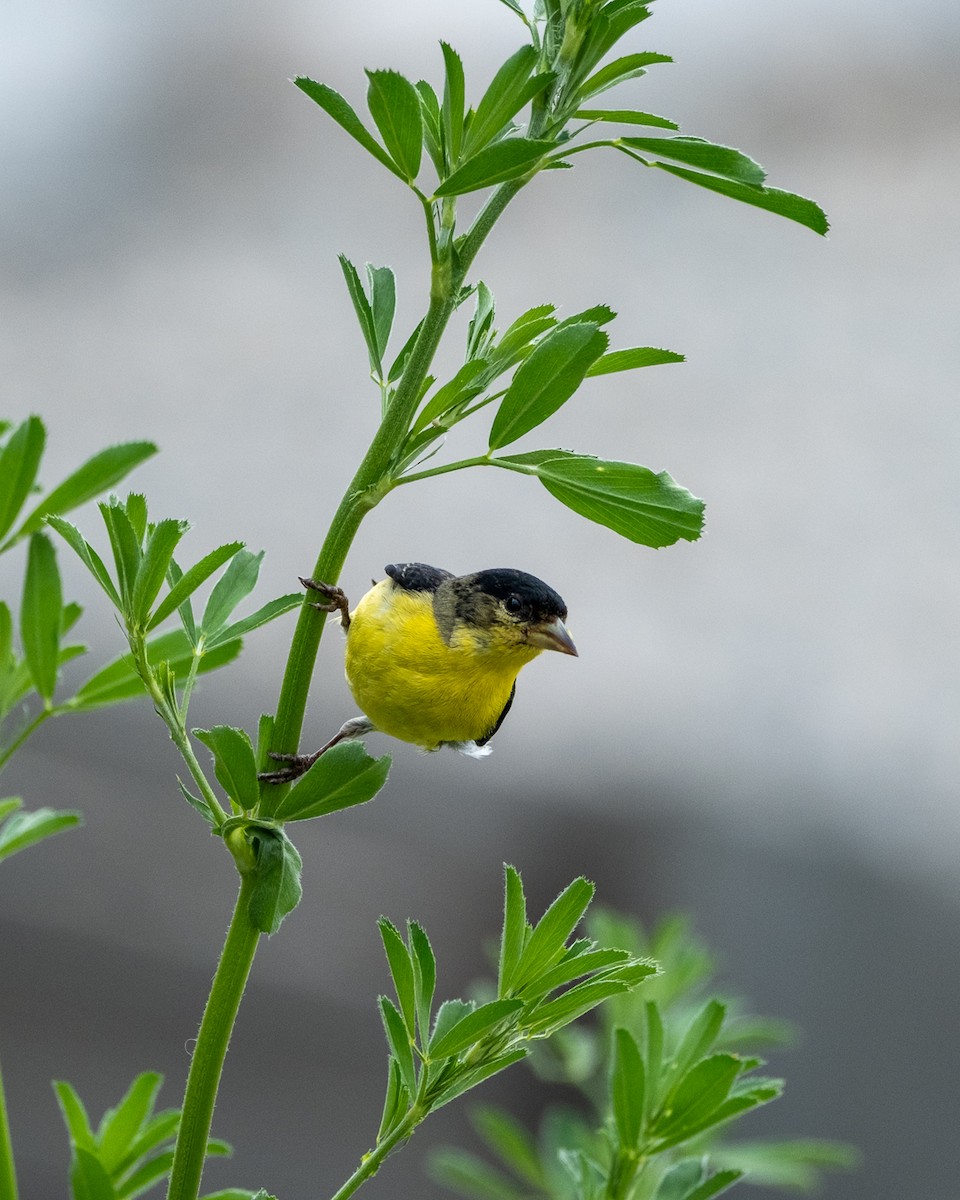Lesser Goldfinch - ML639387570