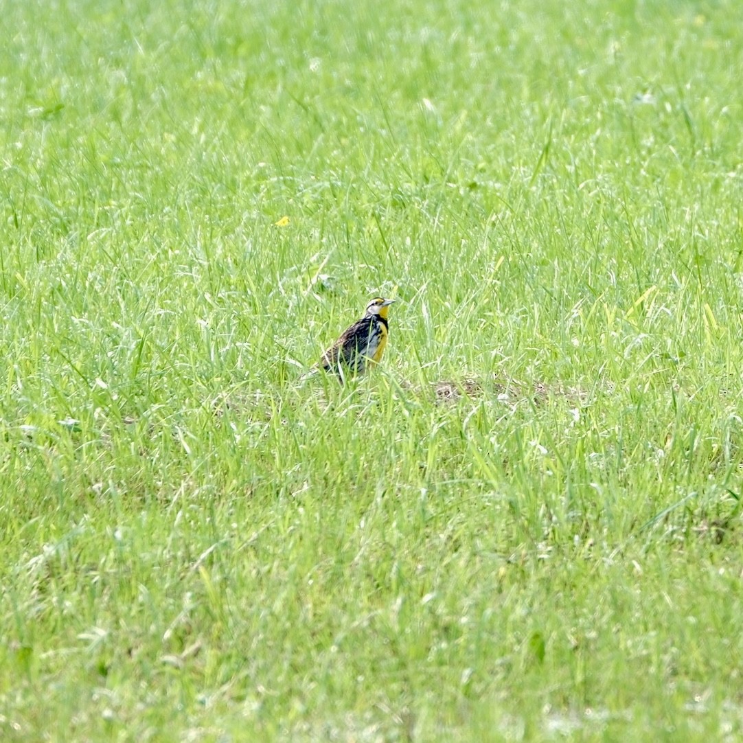 Eastern Meadowlark - ML639387574