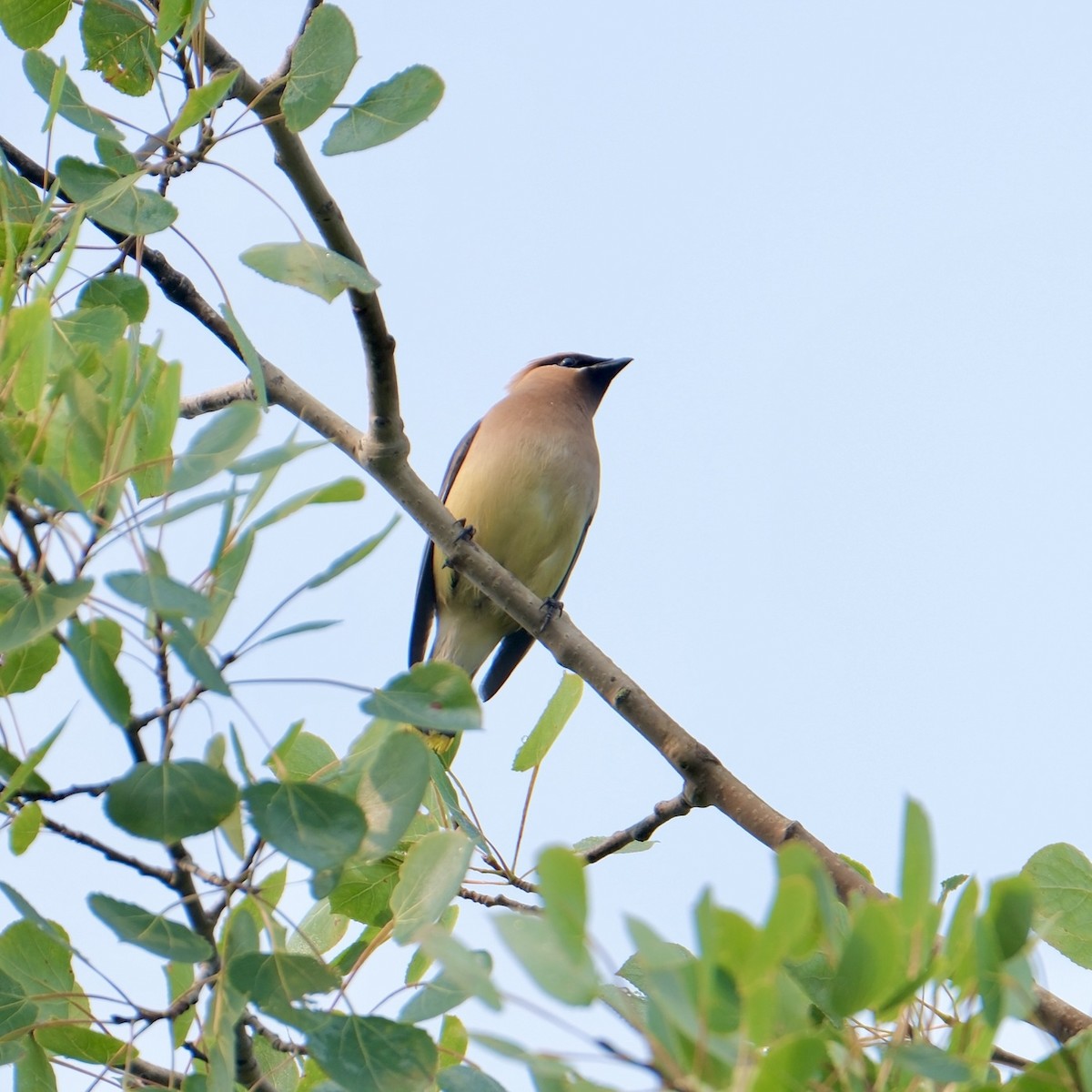 Cedar Waxwing - ML639387593