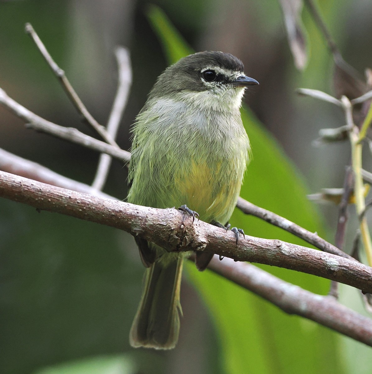 Spectacled Tyrannulet - ML639387594