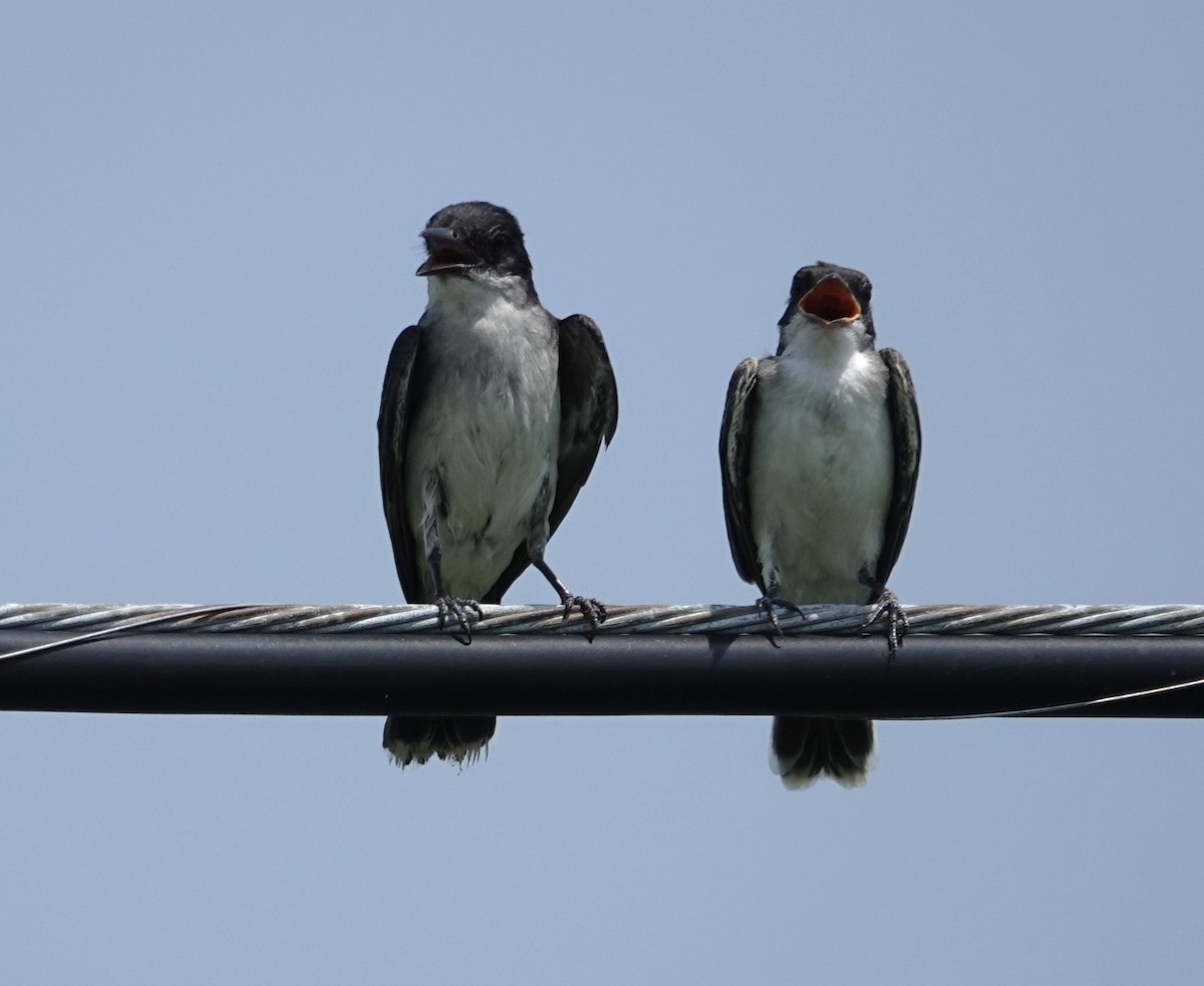 Tyran tritri - ML639387606