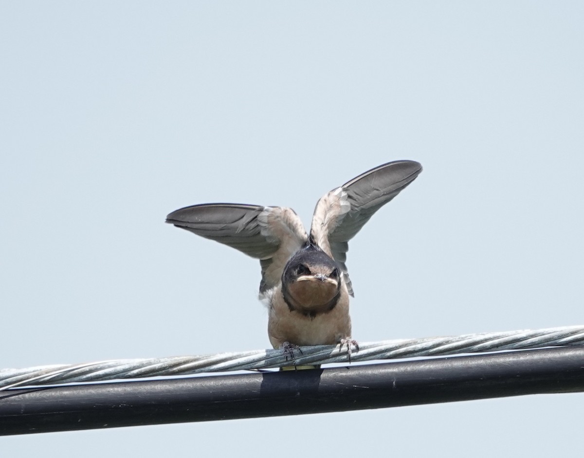 Hirondelle rustique - ML639387640