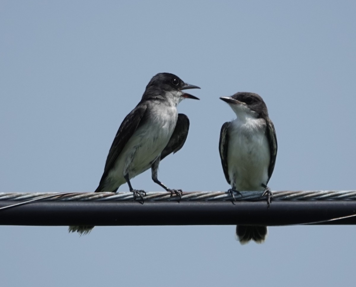 Tyran tritri - ML639387681