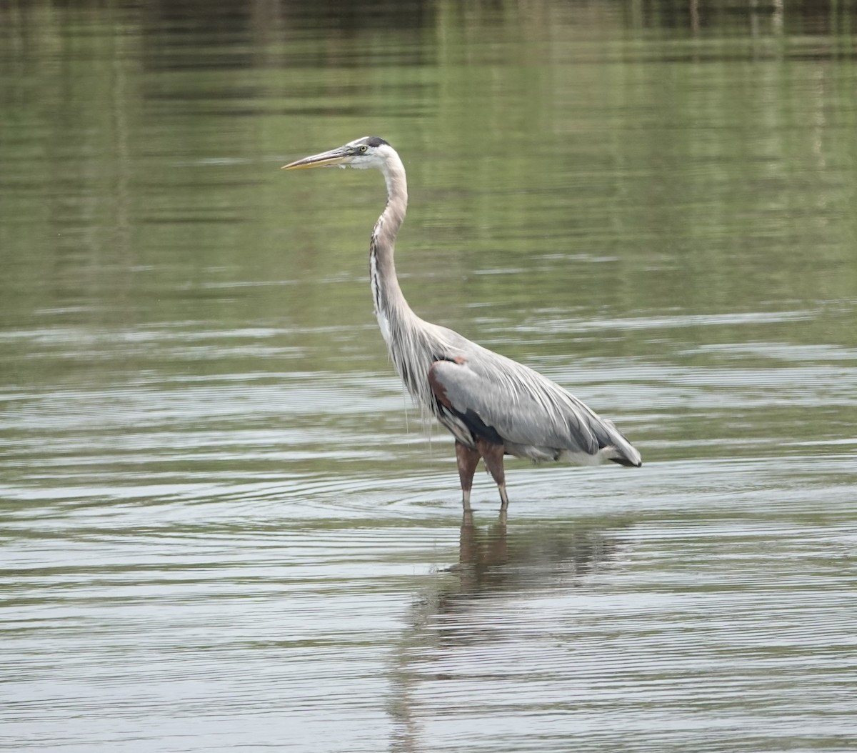 Grand Héron - ML639387753