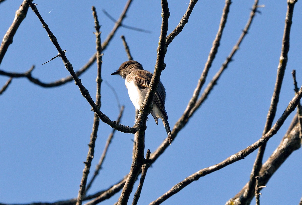 Eastern Phoebe - ML639387764
