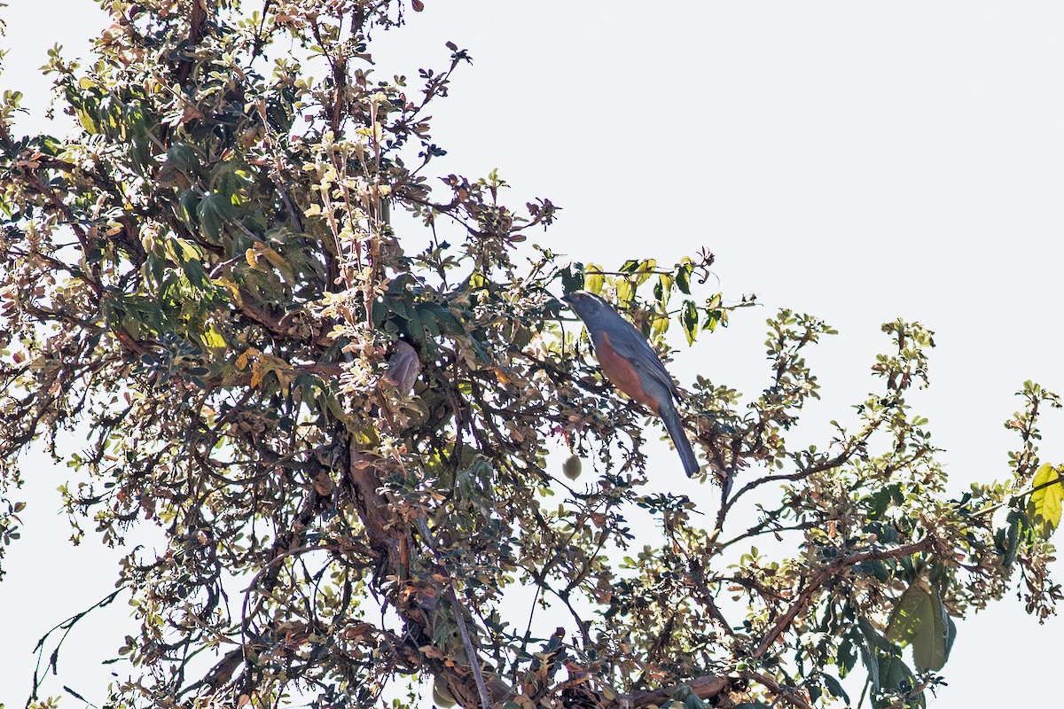 Rufous-bellied Mountain Tanager - ML639387770