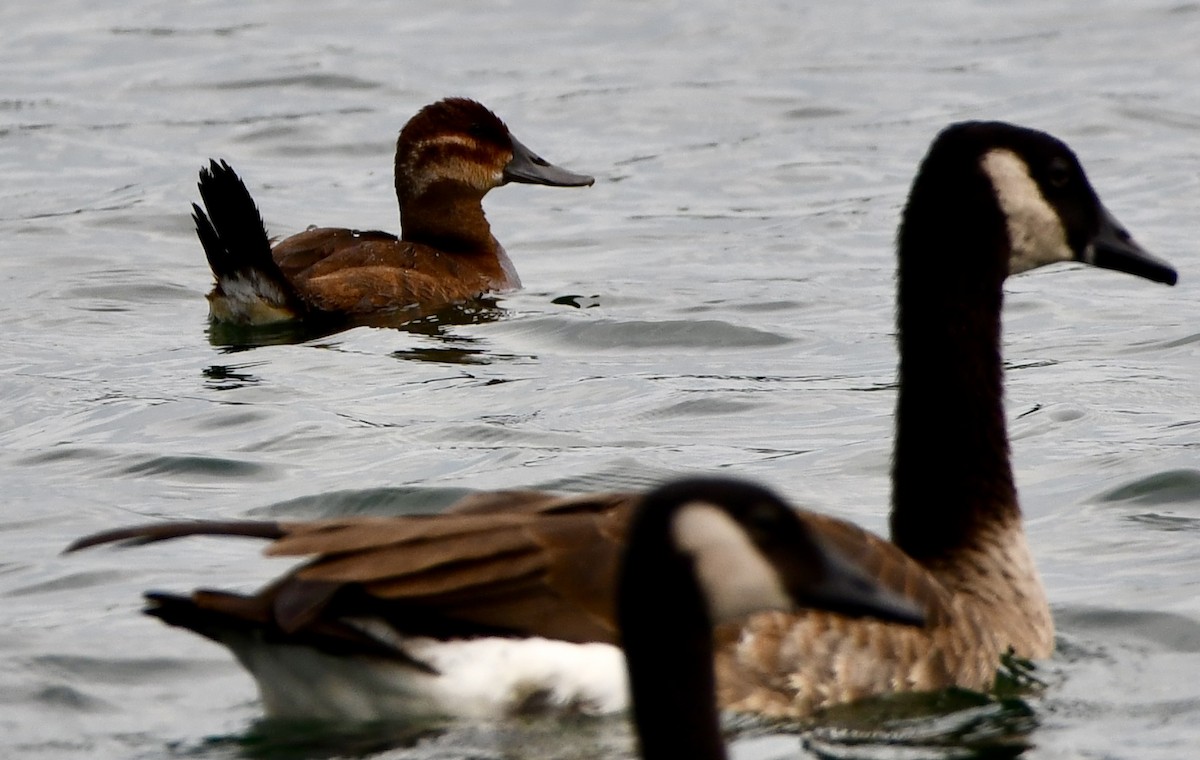 Ruddy Duck - ML639387781