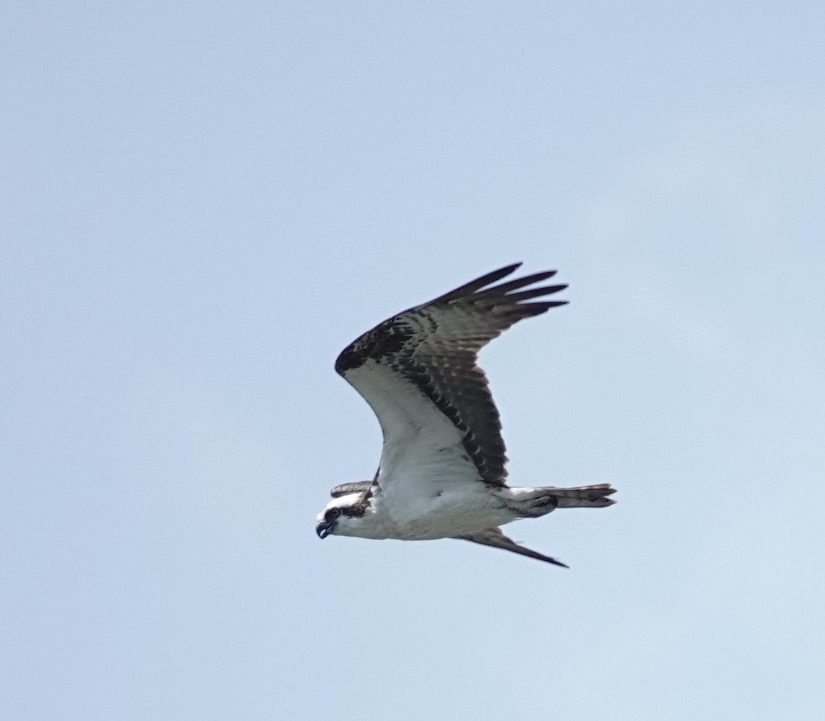 Balbuzard pêcheur - ML639387785
