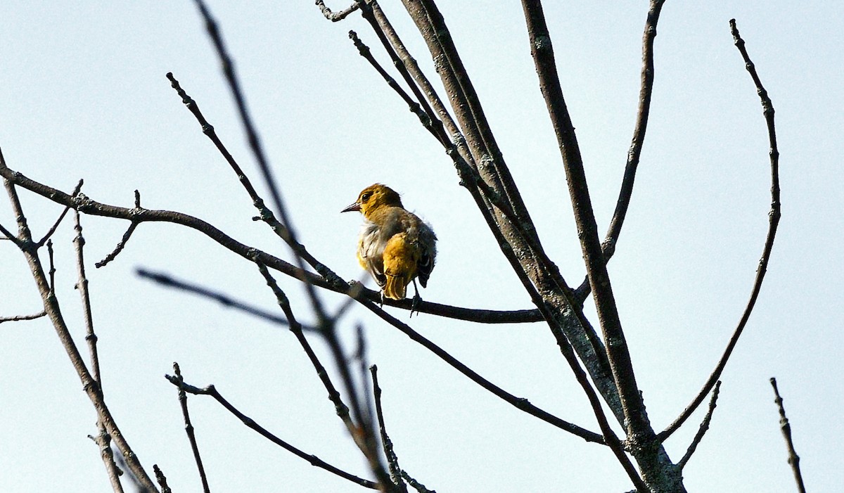 Baltimore Oriole - ML639387814