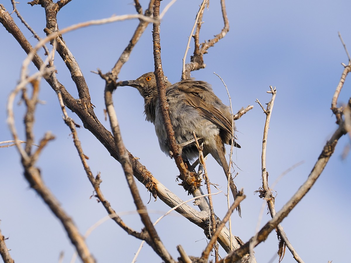 Curve-billed Thrasher - ML639387877